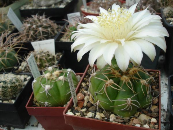 کاکتوس عنکبوتی